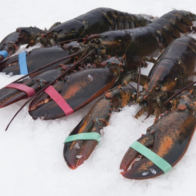Lobsters, Live 1.50 pound — United States