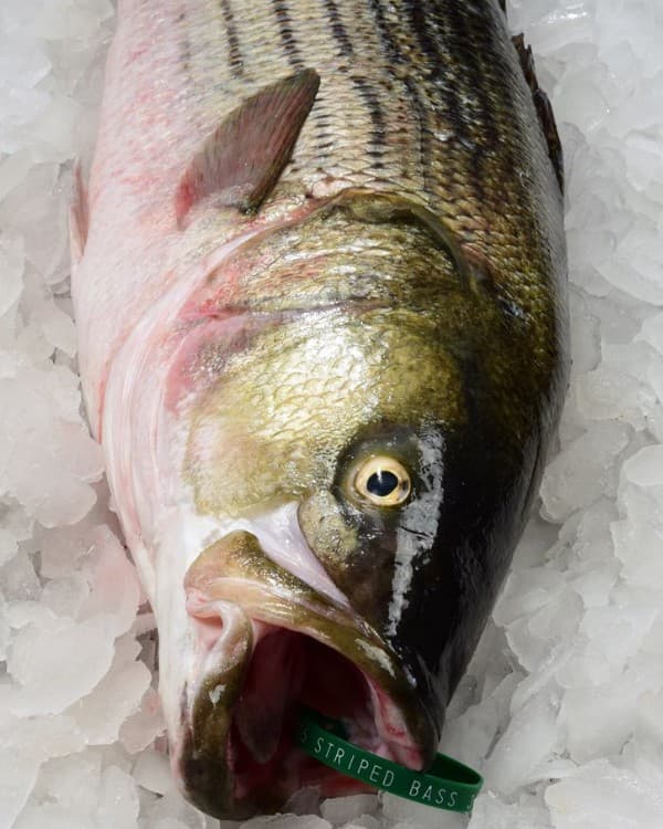 Striped Bass Large Whole Wild 8+ — United States