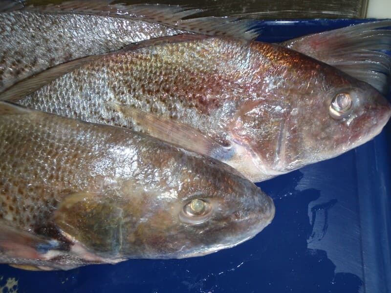 Croakers, Whole Frozen H&G IQF 25 lb case — Argentina