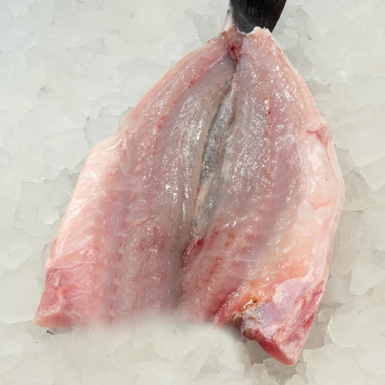 Bronzini, 600-800 B-Fly Head Off — Turkey