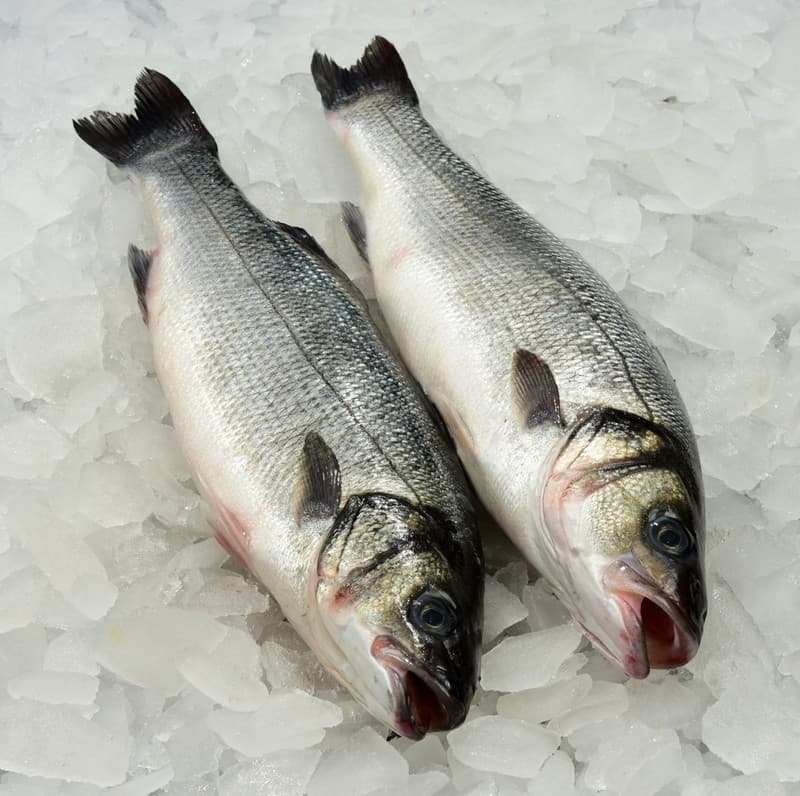 Bronzini, 400-600 S&G — Turkey