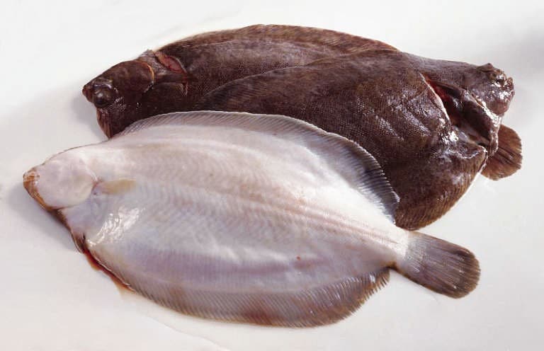 Dover Sole, Fresh Fillet Farmed — Spain