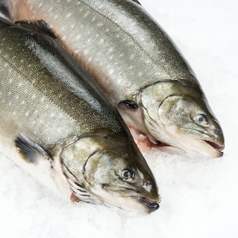 Arctic Charr, Scale Gut — Iceland