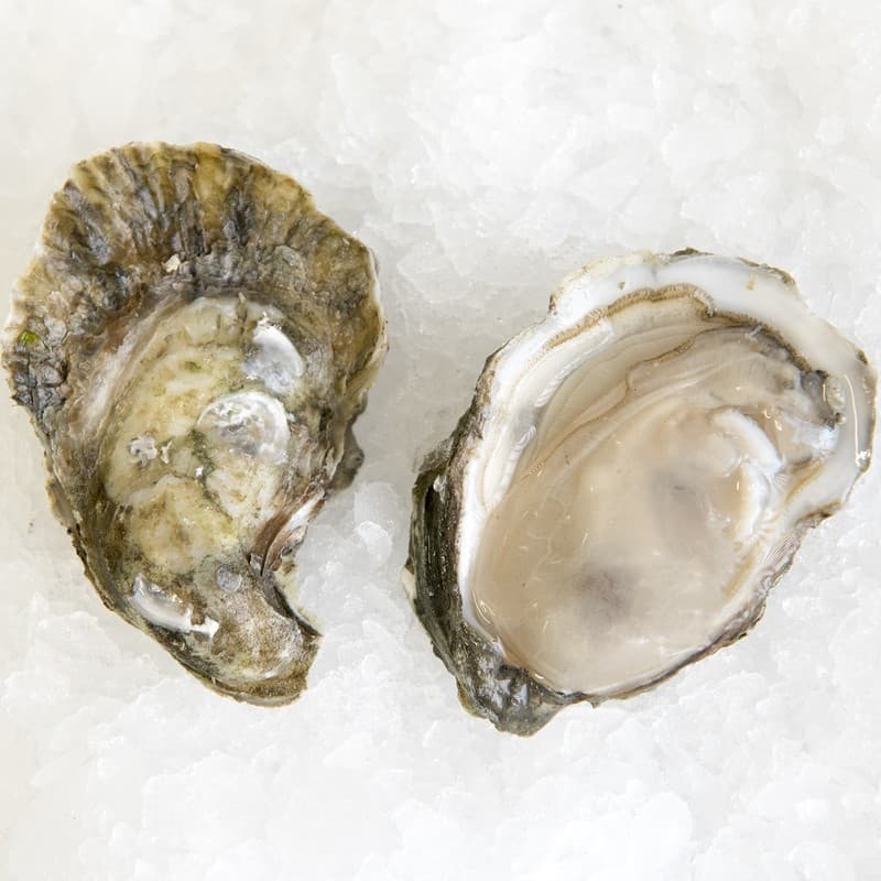 Oysters Chincoteague (Virginia) — United States