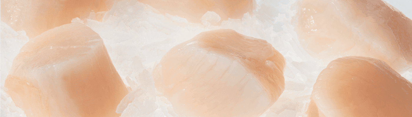 Fresh scallops on ice — this week's short-supply specials