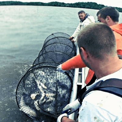 Blue catfish pulled from the Chesapeake watershed