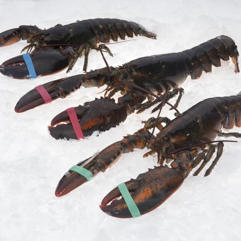 Lobster