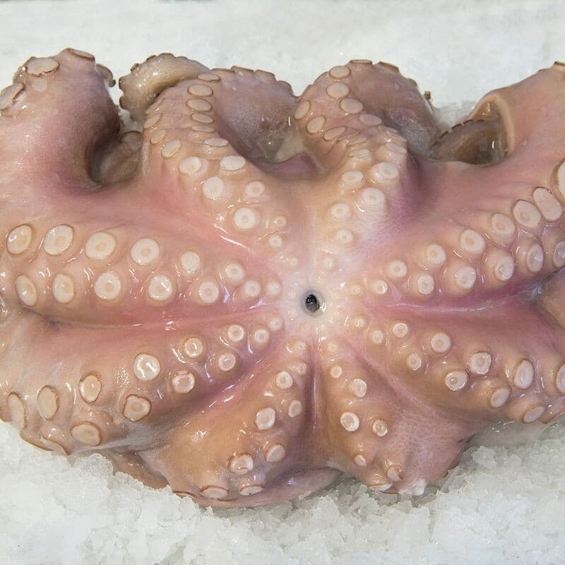 Octopus
